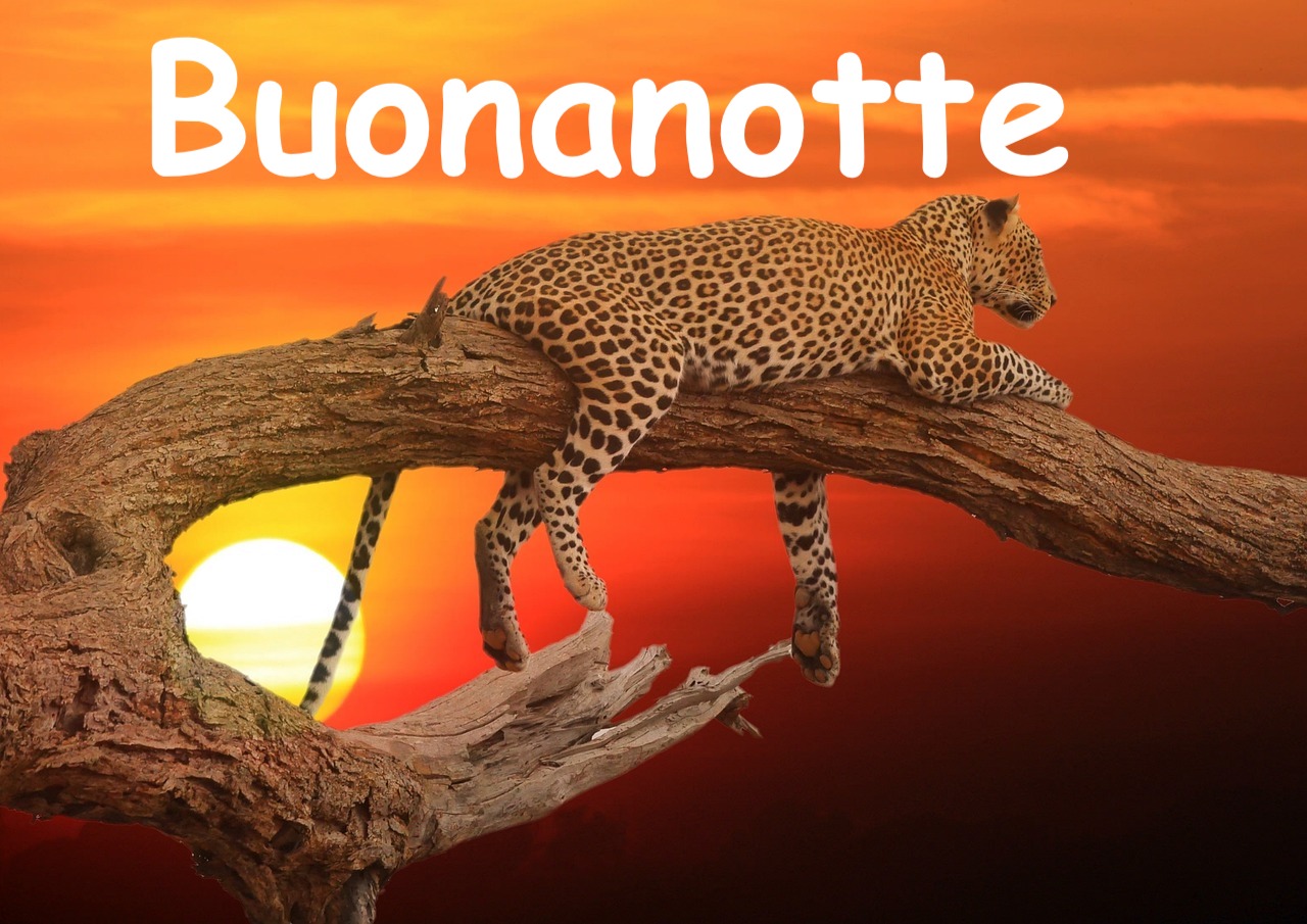  un ghepardo appollaiato su un tronco d'albero in africa'